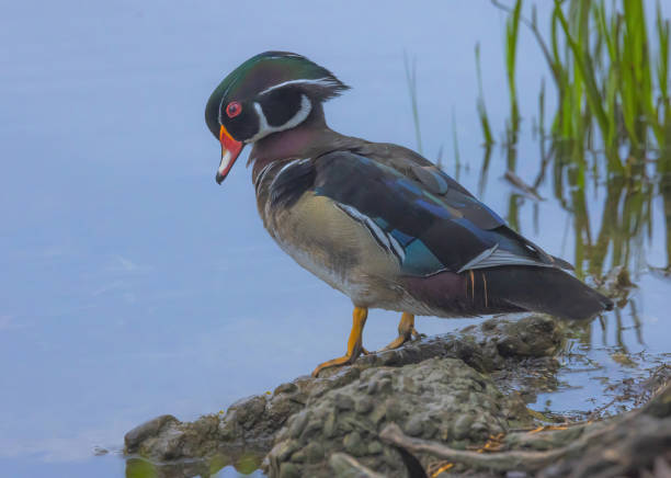 istock Male Wood Duck 2153911155