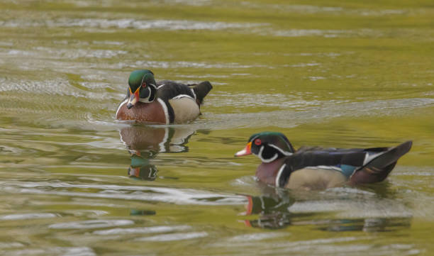 istock Male Wood Ducks 2153911169