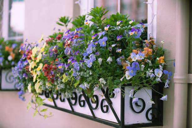 istock Beautiful flowers in an underwind box outside 2153911374