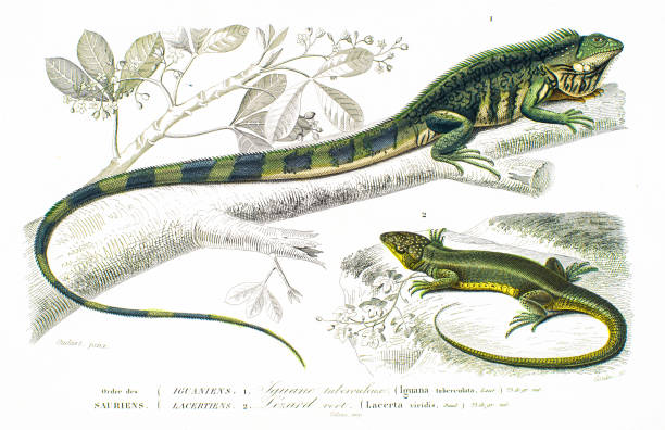 Dictionnaire Universel d'histoire Naturelle by Charles d'Orbigny 1849