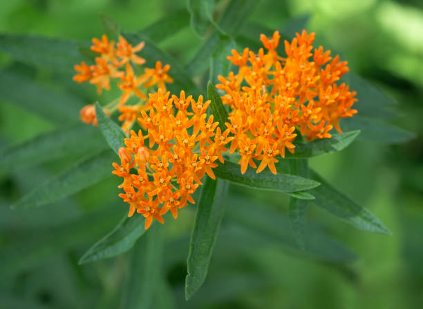 Asclepias curassavica tropical milkweed blooming in garden