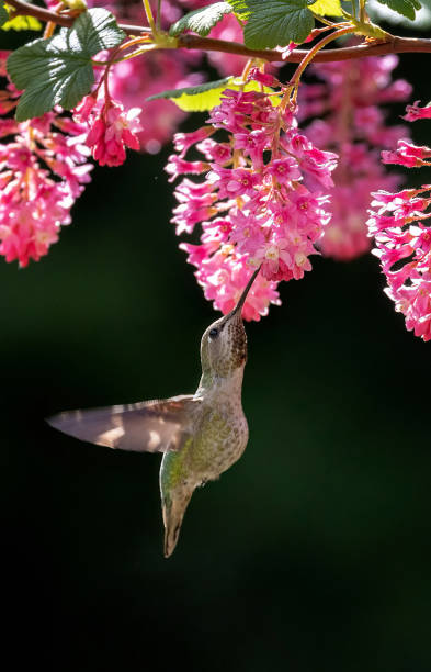 istock annas hummingbird and flower 2153914528