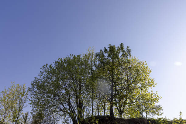 tall maple trees with green foliage growing on the cliff, deciduous maple trees in spring