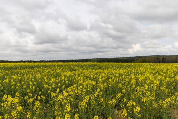 istock yellow rapeseed flowers against the sky with clouds 2153915618