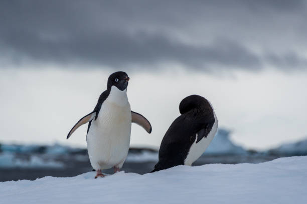 istock Adelie Penguin standing on an iceberg 2153916675