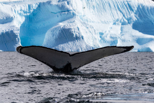 istock Tail of a humpback whale in the Antarctic 2153916755