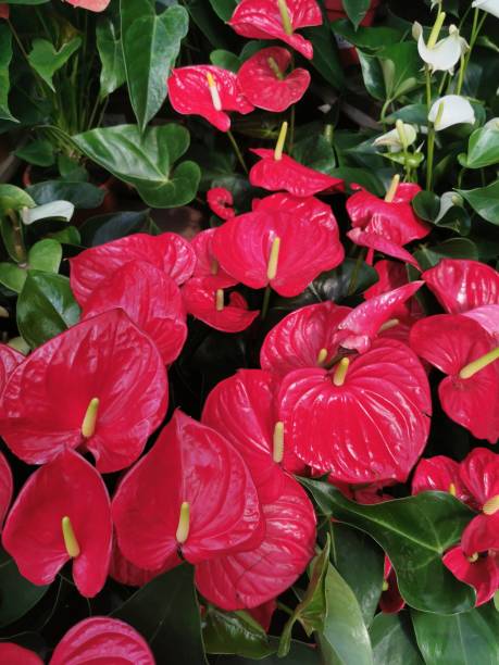 istock red anturie flowers 2153917128