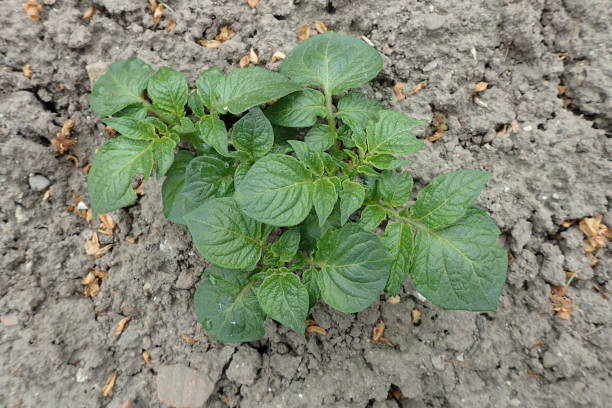 istock small potato plant in the spring 2153917143