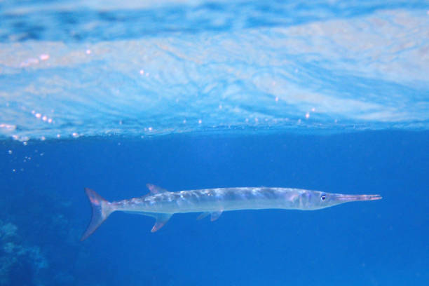 needlefish in the red sea Egypt, Safaga
