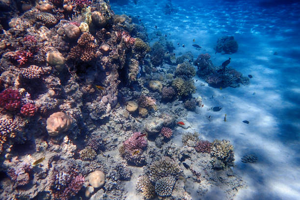 istock nice coral reef in the Egypt, Safaga 2153917219