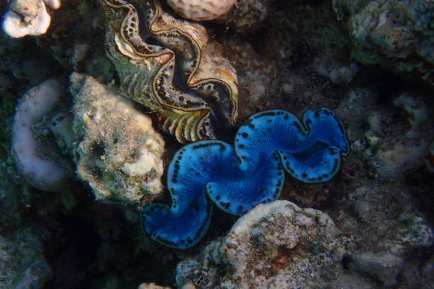 istock giant clam in the coral reef in Egypt 2153917241