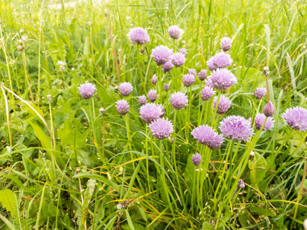 Chipped leek flowers.