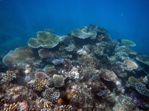 istock Corals underwater during snorkeling on the Great Barrier Reef, Australia 2153920048