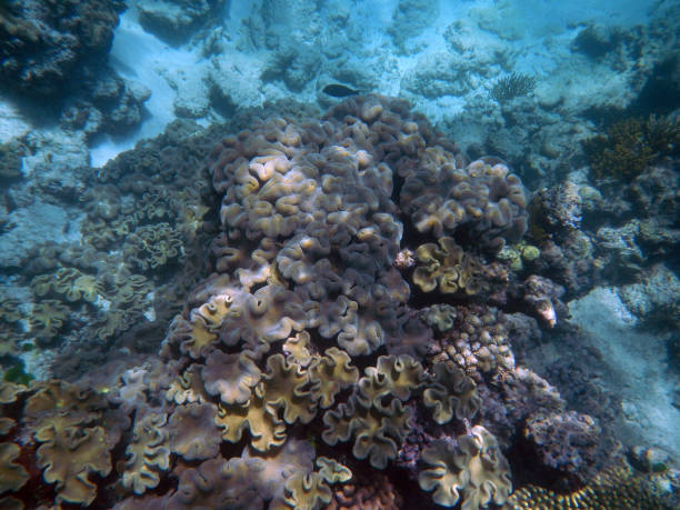 istock Corals underwater during snorkeling on the Great Barrier Reef, Australia 2153920049