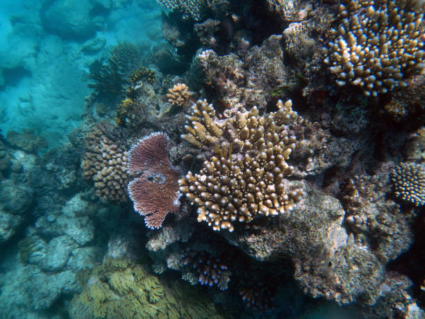 istock Corals underwater during snorkeling on the Great Barrier Reef, Australia 2153920064