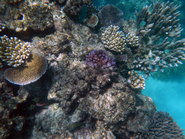 istock Corals underwater during snorkeling on the Great Barrier Reef, Australia 2153920065