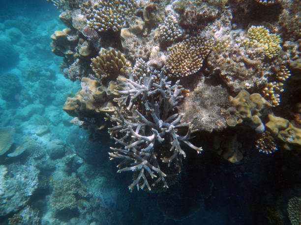 istock Corals underwater during snorkeling on the Great Barrier Reef, Australia 2153920066