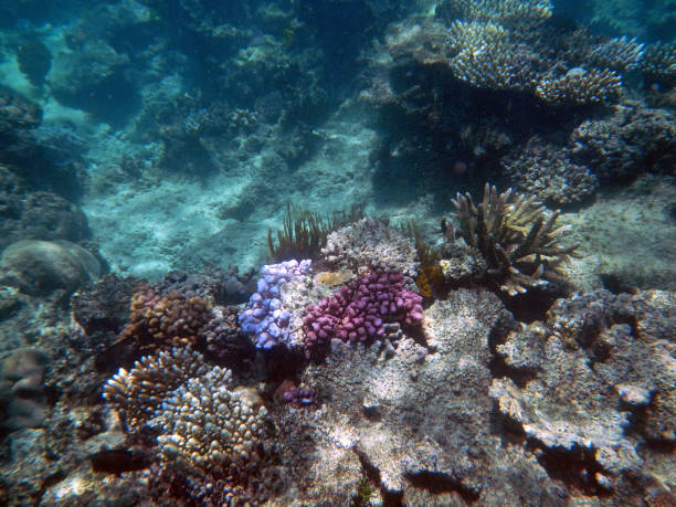 istock Corals underwater during snorkeling on the Great Barrier Reef, Australia 2153920077