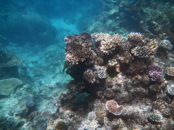 istock Corals underwater during snorkeling on the Great Barrier Reef, Australia 2153920084