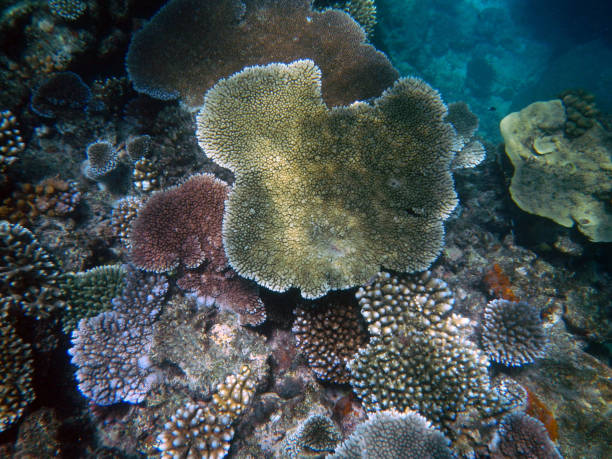 istock Corals underwater during snorkeling on the Great Barrier Reef, Australia 2153920085