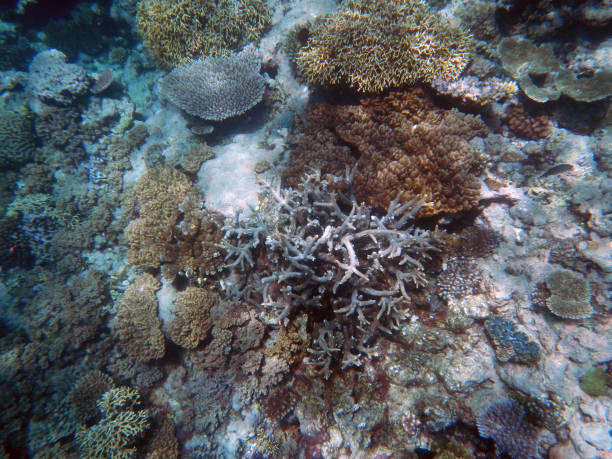 istock Corals underwater during snorkeling on the Great Barrier Reef, Australia 2153920102