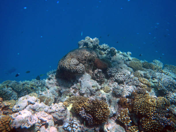 istock Corals underwater during snorkeling on the Great Barrier Reef, Australia 2153920120