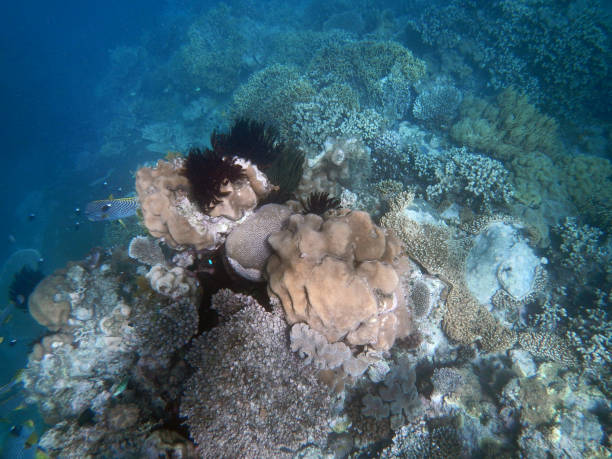 istock Corals underwater during snorkeling on the Great Barrier Reef, Australia 2153920130