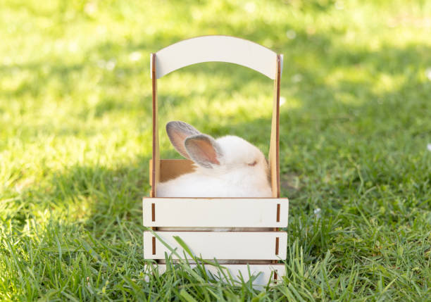 cute rabbit bunny in basket or on picnic blanket sitting in park under blossom spring tree.animal inside basket on green grass.