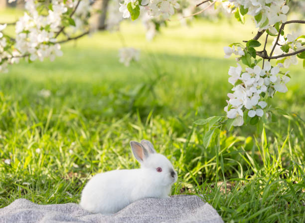 cute rabbit bunny in basket or on picnic blanket sitting in park under blossom spring tree.animal inside basket on green grass.