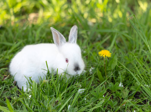 istock cute rabbit bunny in basket or on picnic blanket sitting in park under blossom spring tree.animal inside basket on green grass. 2153920304