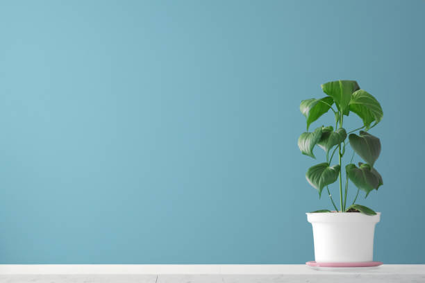 istock empty room with wooden floor 2153921708