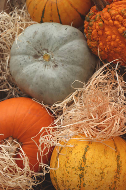 istock Autumn Decoration pumpkins 2153925230