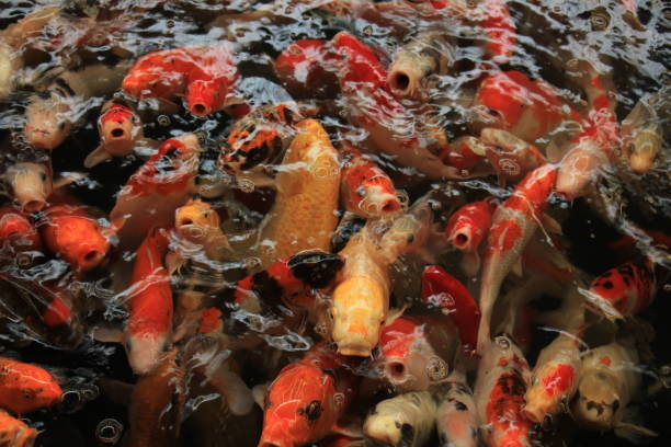 istock Colorful Koi Carps 2153925348