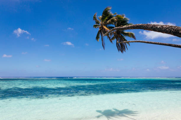 A stunning tropical beach framed by palm leaves, featuring turquoise waters, rocky formations, and a clear blue sky.