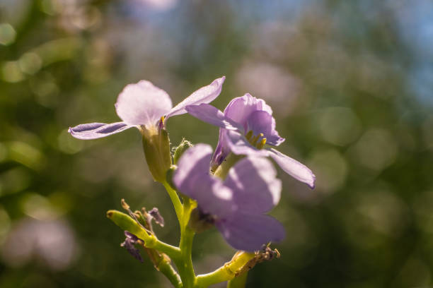 Cuckoo flower (Cardamine pratensis) in sumemr garden.