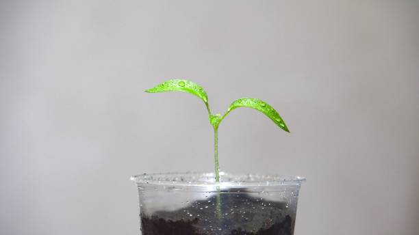 istock Green seedlings in a plastic cup. Young sprout 2153927623