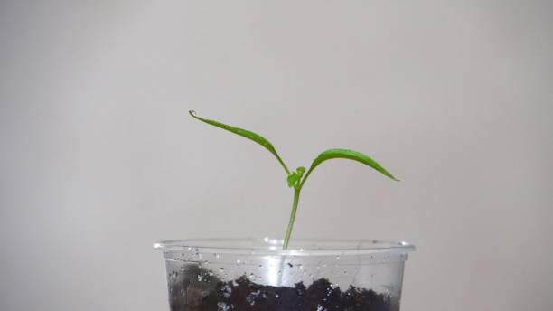 istock Green seedlings in a plastic cup. Young sprout 2153927635