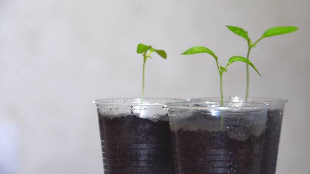 istock Green seedlings in plastic cups 2153927651
