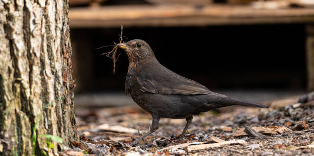 istock Common Blackbird Turdus merula collecting twigs for a nest.. 2153927757