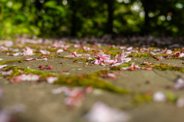 istock Pink cherry blossom leaves on stone slates.. 2153927934