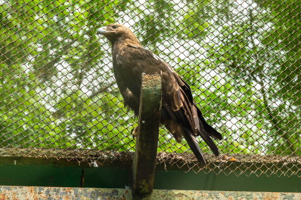 The falcon sits on a branch at zoo cage