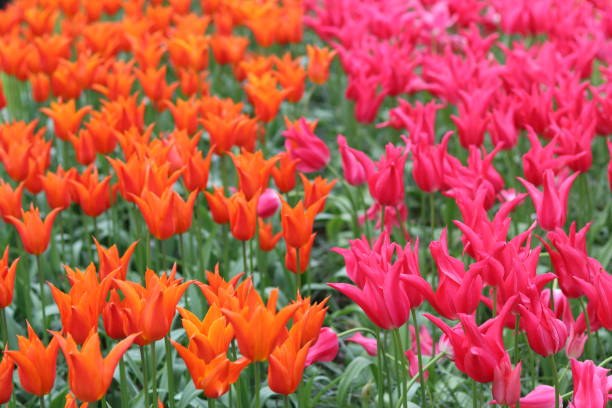 istock Bright orange and pink winged tulips in a spring garden 2153929422