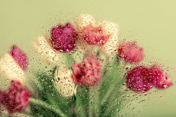 Beautiful tulip flowers seen through the glass with water drops.