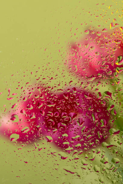Beautiful tulip flowers seen through the glass with water drops.