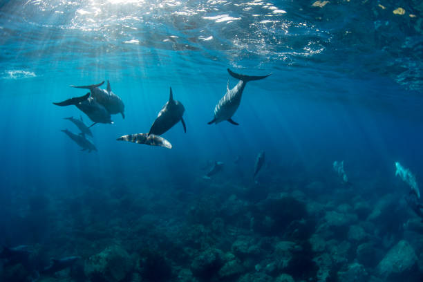 istock Sunshine and lots of wild dolphins 2153930005