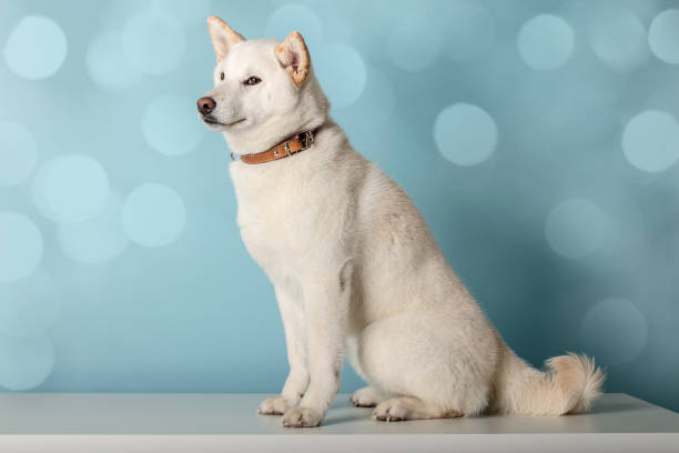 istock Shiba Inu dog on a bokeh lights background 2153930335
