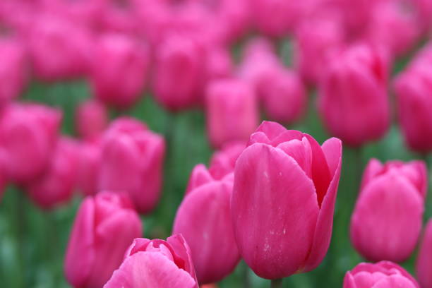Close up of pink tulips