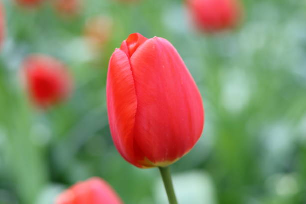istock Close up of a single red tulip 2153931670