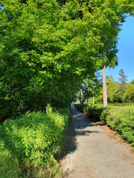 istock Forest planting, park along the road, green trees 2153932289