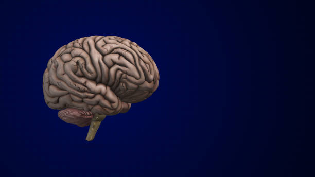 istock Brain bleed or an intracranial Hemorrhage 2153932704